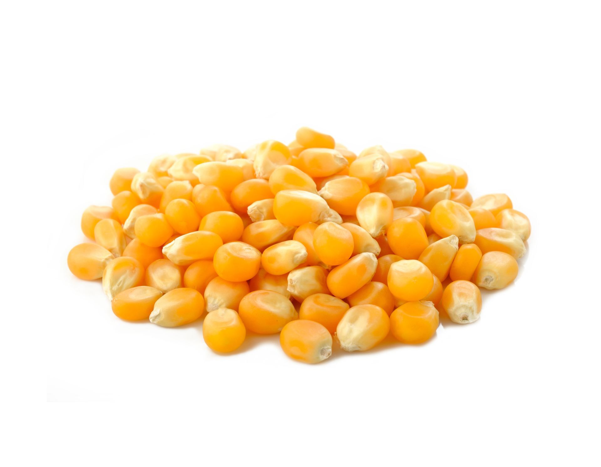 GLUTENSİZ CİN MISIR